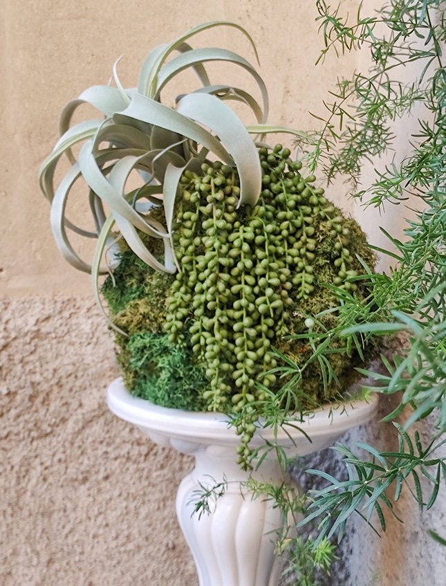 Kokedama Tillanzia H 40 - Sconto per Fioristi e Aziende . - Dm. 30 Con Senecio
