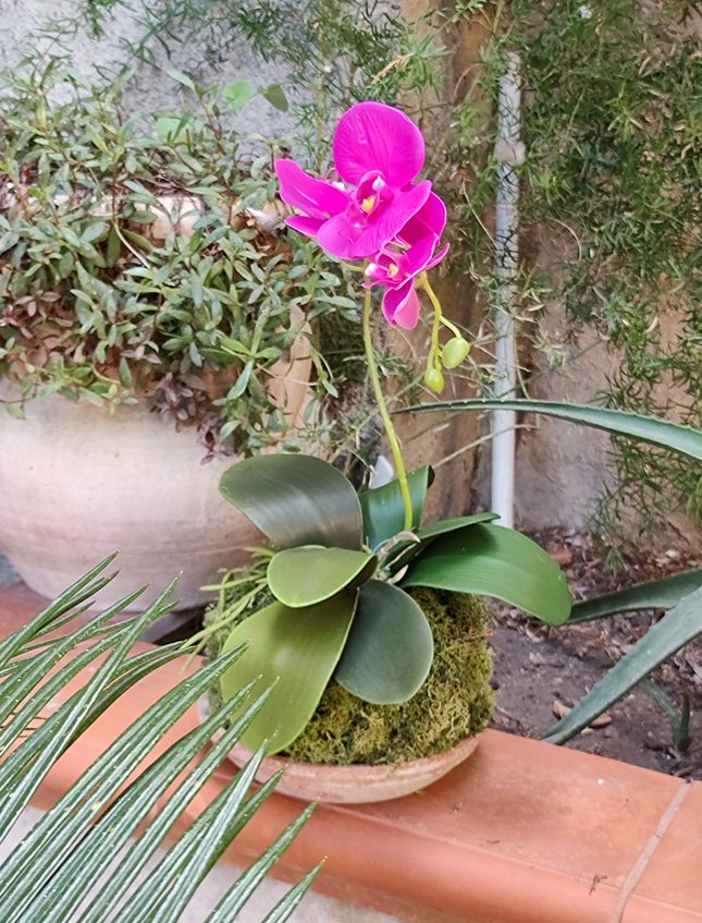 Kokedama Falenopsis H 40 - Sconto per Fioristi e Aziende . - Fucsia dm. 20