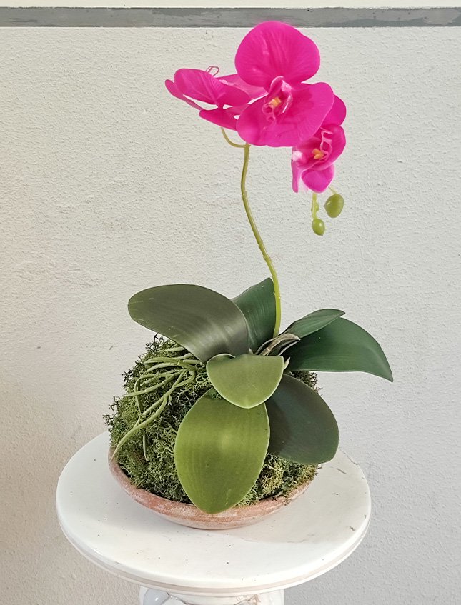 Kokedama Falenopsis H 40 - Sconto per Fioristi e Aziende . - Fucsia dm. 20