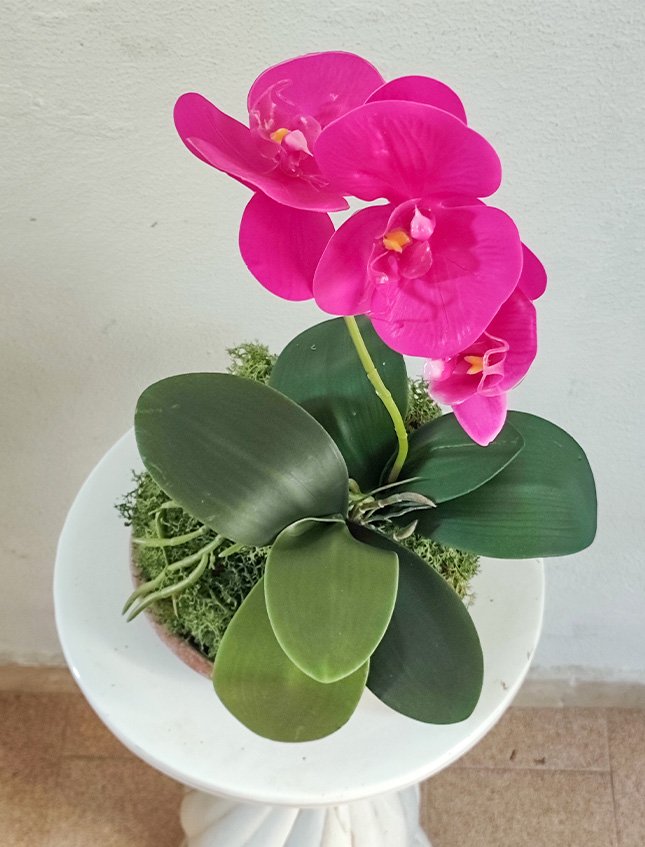 Kokedama Falenopsis H 40 - Sconto per Fioristi e Aziende . - Fucsia dm. 20