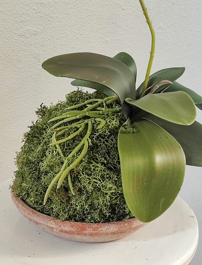 Kokedama Falenopsis H 40 - Sconto per Fioristi e Aziende . - Fucsia dm. 20