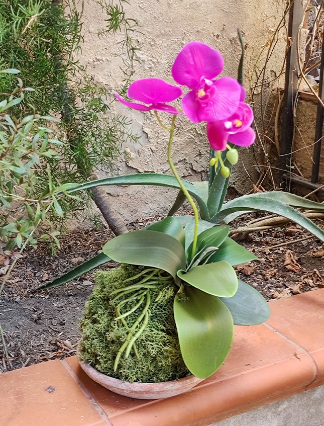 Kokedama Falenopsis H 40 - Sconto per Fioristi e Aziende . - Fucsia dm. 20