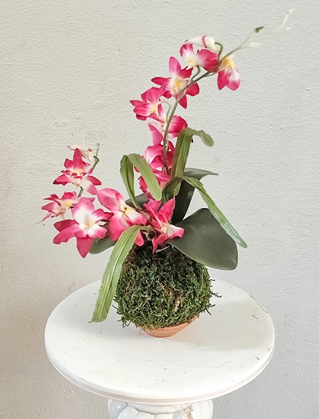 Kokedama Orchidea H 40 - Sconto per Fioristi e Aziende - Lavanda dm. 25