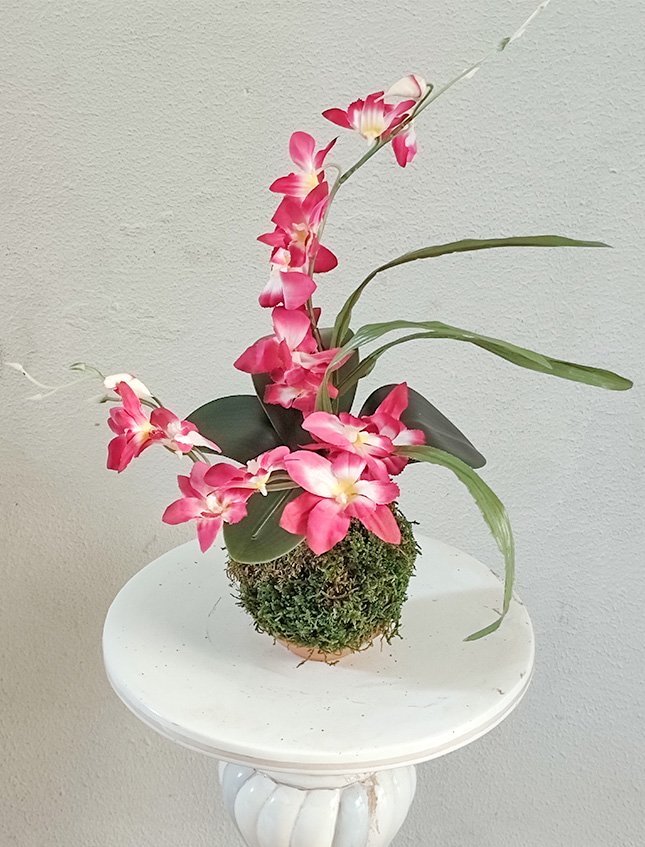 Kokedama Orchidea H 40 - Sconto per Fioristi e Aziende - Lavanda dm. 25