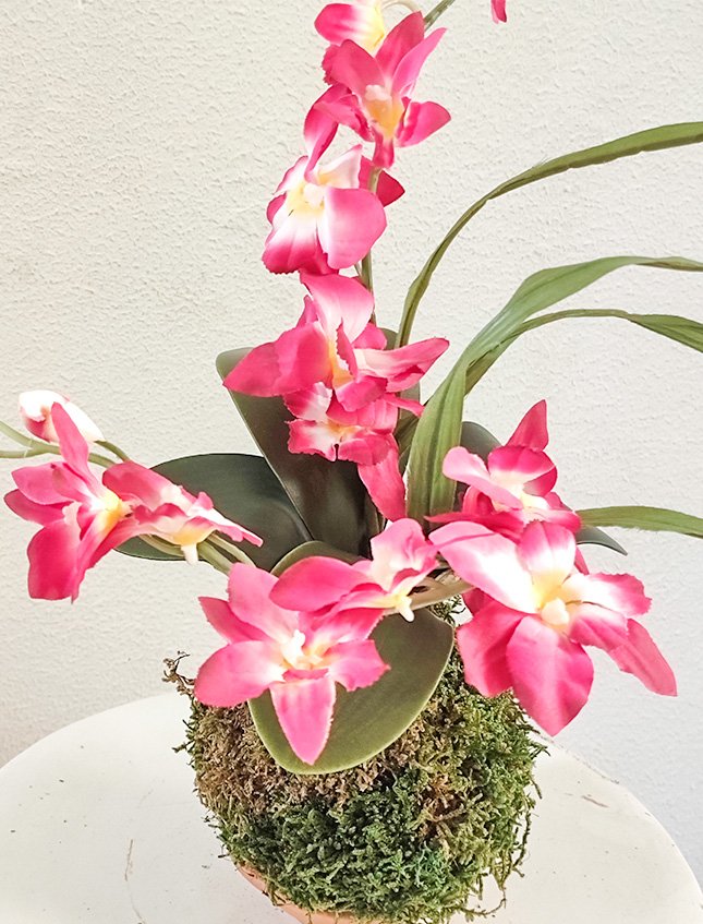Kokedama Orchidea H 40 - Sconto per Fioristi e Aziende . - Lavanda dm. 25