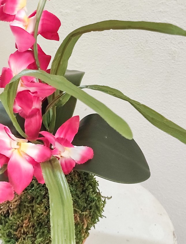 Kokedama Orchidea H 40 - Sconto per Fioristi e Aziende . - Lavanda dm. 25