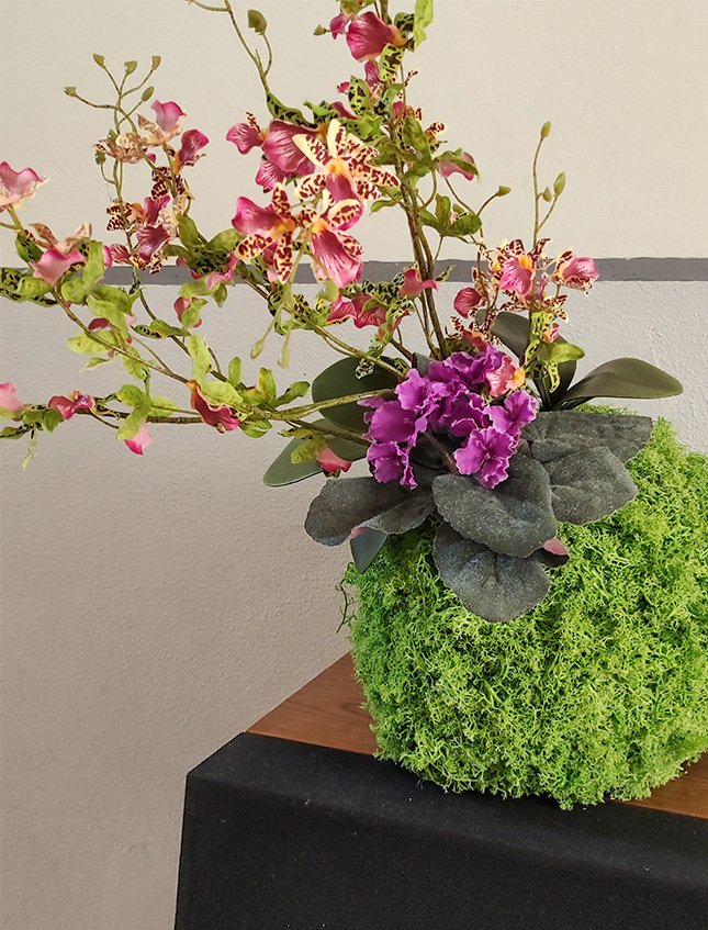 Kokedama Dancing Orchid - Sconto per Fioristi e Aziende - Verde H 60 dm. 50