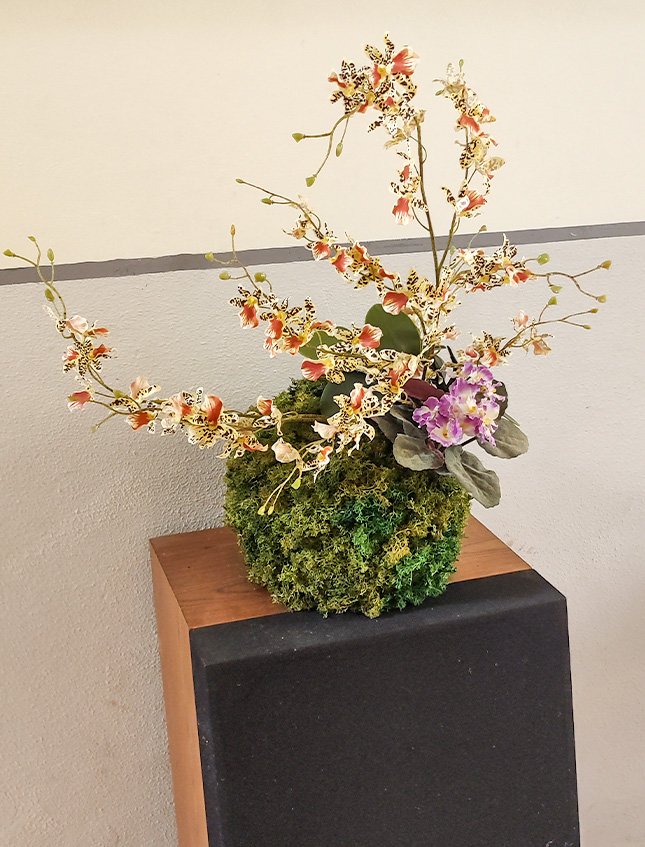 Kokedama Dancing Orchid - Sconto per Fioristi e Aziende . - Beige H 60 dm. 50