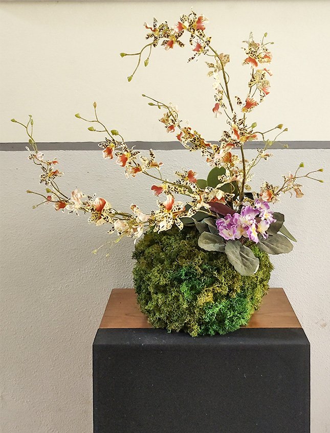 Kokedama Dancing Orchid - Sconto per Fioristi e Aziende . - Beige H 60 dm. 50