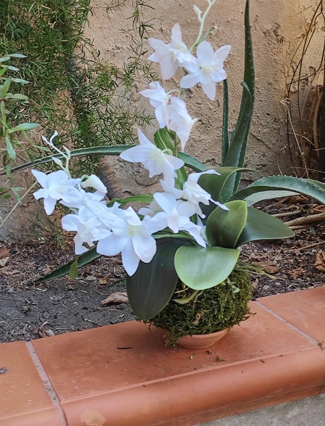 Kokedama Orchidea H 40 - Sconto per Fioristi e Aziende . - Bianca dm. 25
