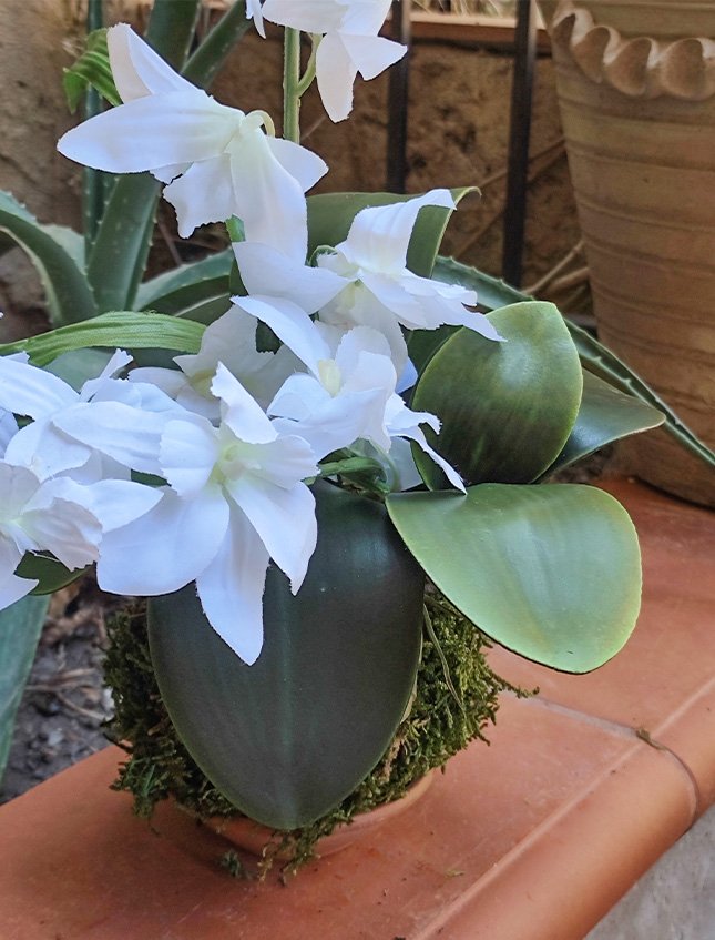 Kokedama Orchidea H 40 - Sconto per Fioristi e Aziende . - Bianca dm. 25