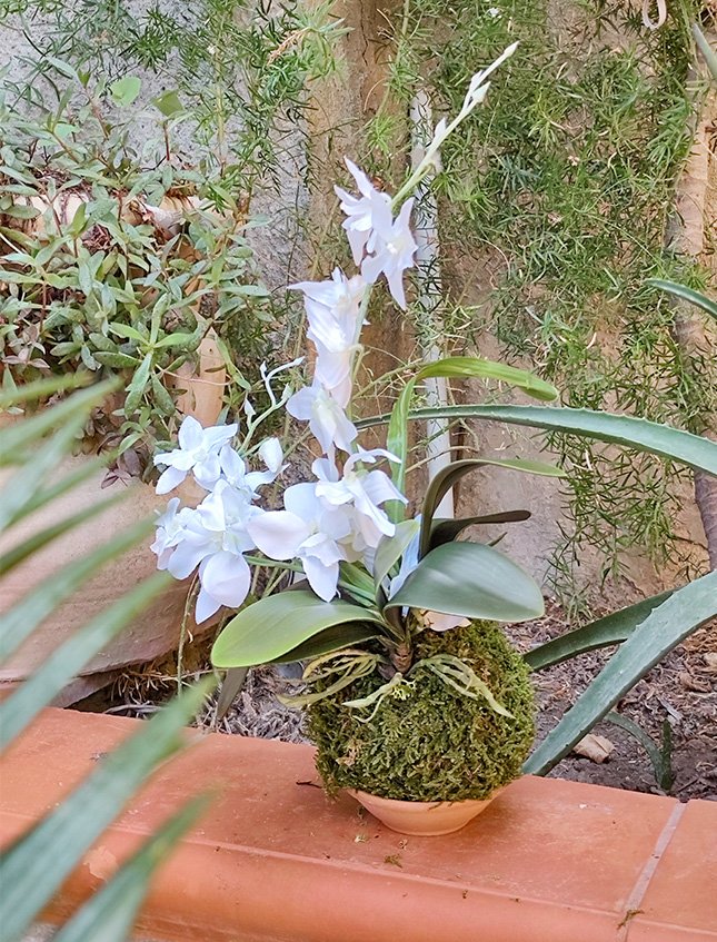 Kokedama Orchidea H 40 - Sconto per Fioristi e Aziende . - Bianca dm. 25