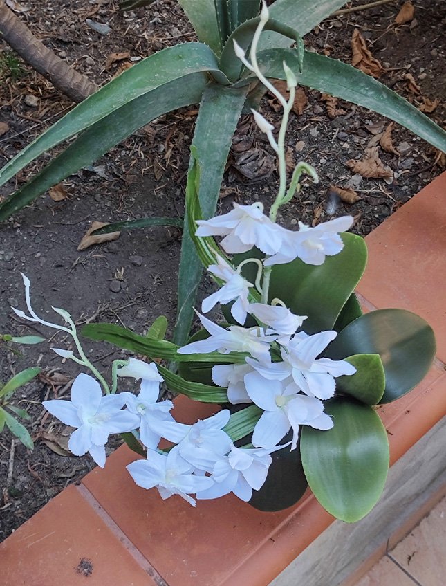 Kokedama Orchidea H 40 - Sconto per Fioristi e Aziende . - Bianca dm. 25