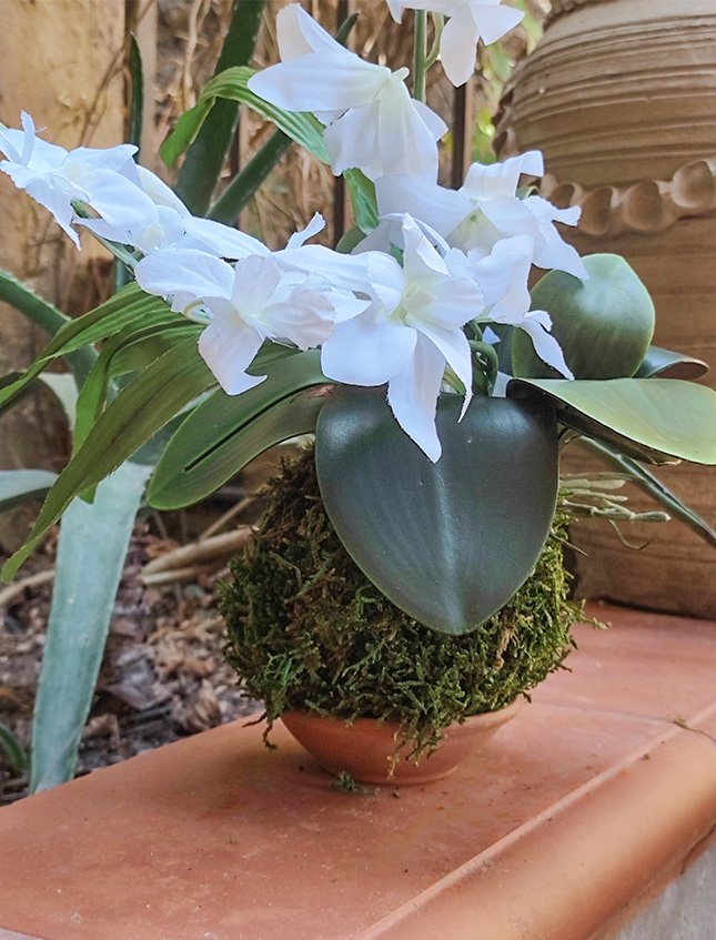Kokedama Orchidea H 40 - Sconto per Fioristi e Aziende . - Bianca dm. 25