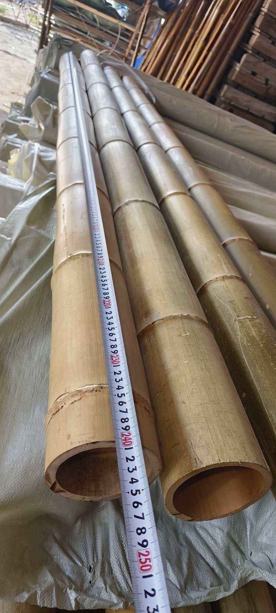 Canna di Bamboo dm. 12/14 - Sconti per Fioristi e Aziende . - Alte cm. 200-250-300