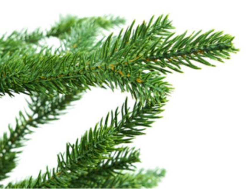 Albero di Natale c/o Base -  Sconti per Fioristi e Aziende . - H 120 - 855 rami