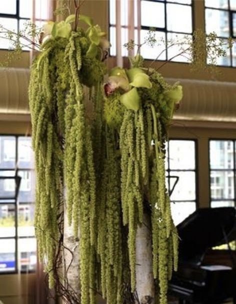 Amaranthus caudatum stabilizzato - Sconti per Fioristi e Aziende . - H 90/110