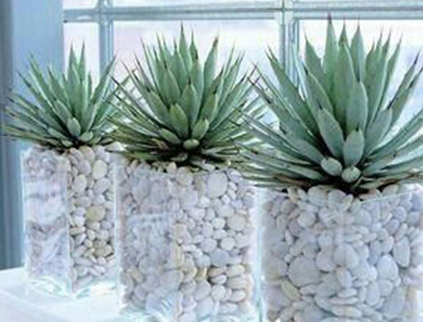 Agave gomma H 20 cm.  - Sconti per Fioristi e Aziende - Con 36 foglie