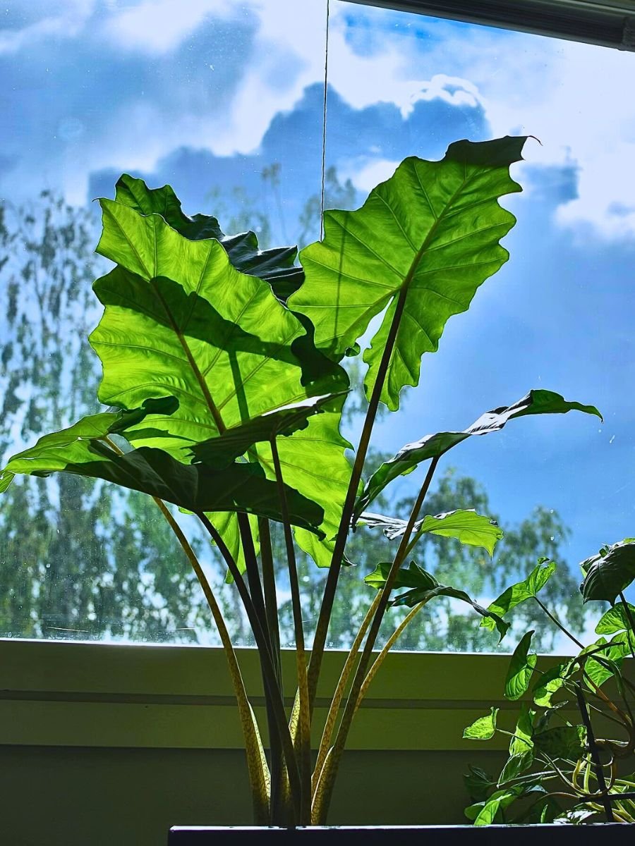 Taro Verde H 140 con 14 Lvs - Sconti per Fioristi e Aziende . - Artificiale con vaso