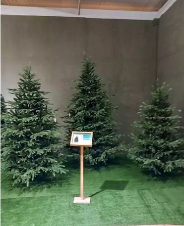 Albero Wild abete chiaro - Sconti per Fioristi e Aziende - H 213/244 in PE+PVC