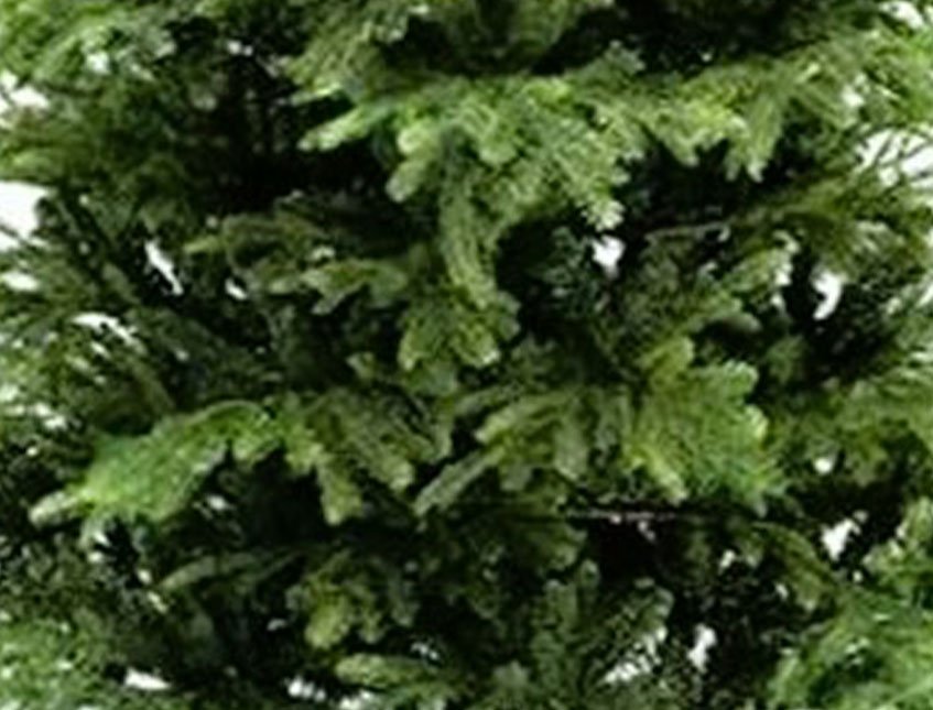 Albero Wild abete chiaro - Sconti per Fioristi e Aziende - H 213/244 in PE+PVC