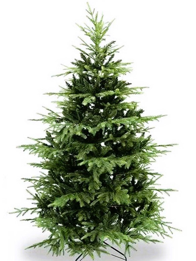Albero Wild abete chiaro - Sconti per Fioristi e Aziende - H 213/244 in PE+PVC