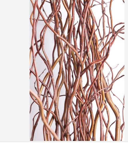 Salix Willow H 200 Contorto - Sconti per Fioristi e Aziende - Nocciolo con 10 rami