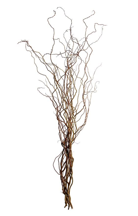 Nocciolo Contorto H 300 x 10 - Sconti per Fioristi e Aziende - Salix Willow naturale