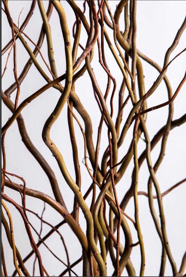 Nocciolo Contorto H 300 x 10 - Sconti per Fioristi e Aziende - Salix Willow naturale