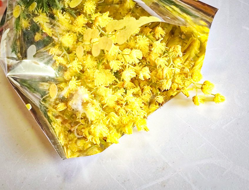 ESAURITA Mazzo mimosa fresca H 30 - Sconto per Fioristi e Aziende - Conf.  x 20 mazzi in cellofan stampato