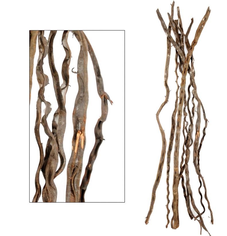 Cipo Rosca Naturale H 200 - Sconti per fioristi e Aziende . - Ramo Contorto Dm. 5