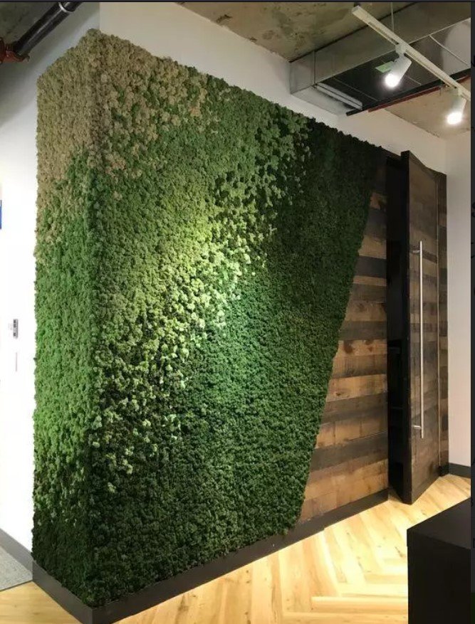 Parete Moss Stabilizzata - Sconti per Fioristi e Aziende . - Wall Moss a metro quadrato