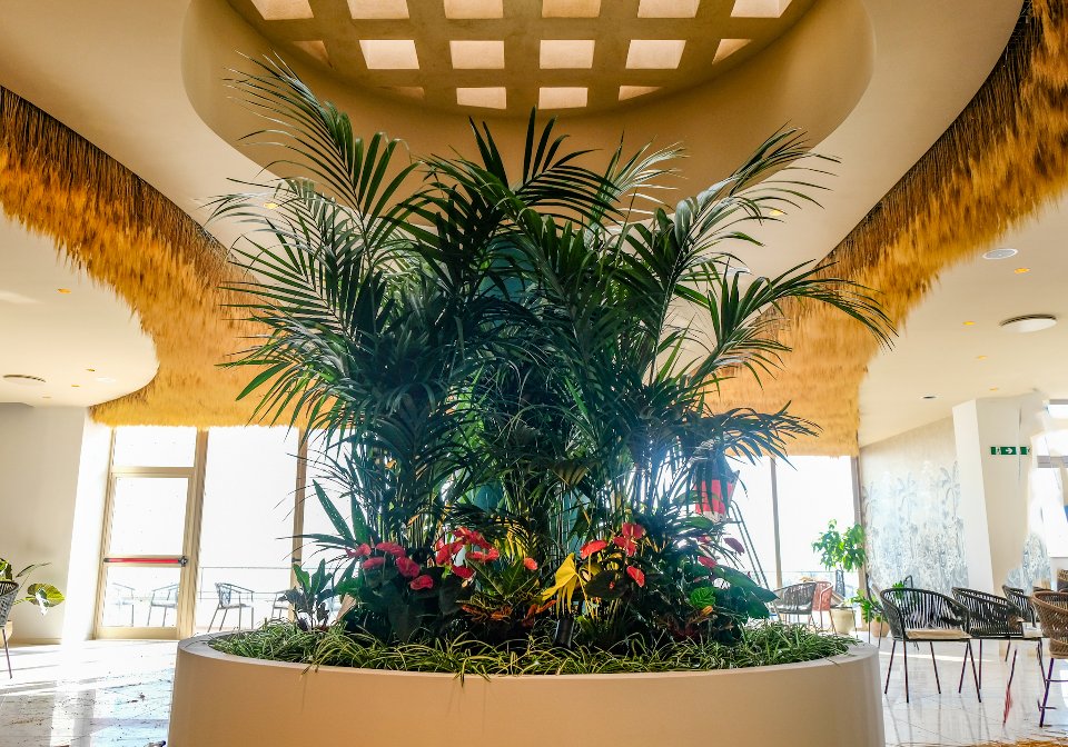 Soffitto Spighe di grano preservate per Ristoranti, Hotels e Resort . - a metro quadrato