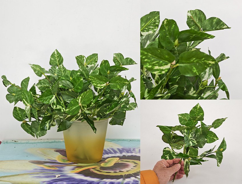 Pothos Bush x 6  - Sconti per Fioristi e Aziende - H 25 In poliester