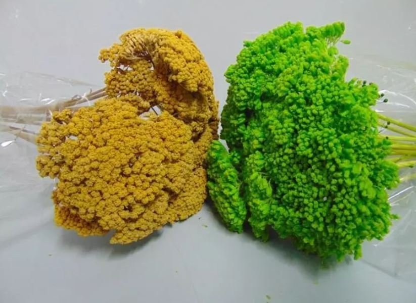 Akillea filipendulina x 10 naturale - Sconti per Fioristi e Aziende . -  colorata