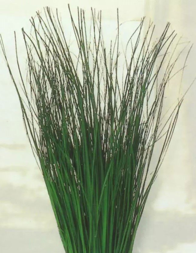Bear Grass Naturale stabilizzato gr. 300 - Sconti per Fioristi e Aziende