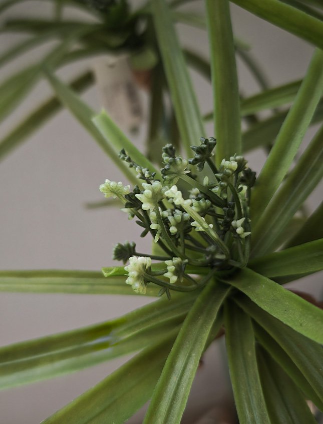 Papiro Artificiale in gomma H 107 - Sconto per Fioristi e Aziende . - con 24 foglie