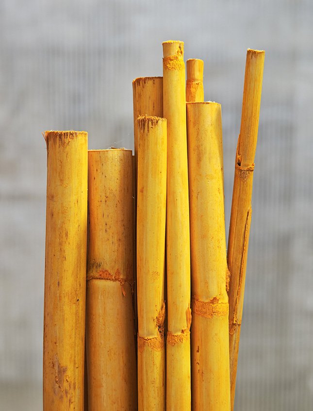Canne Bamboo H 100 dm.2.5 - Sconti per Fioristi e Aziende . - Mazzo d 10 canne
