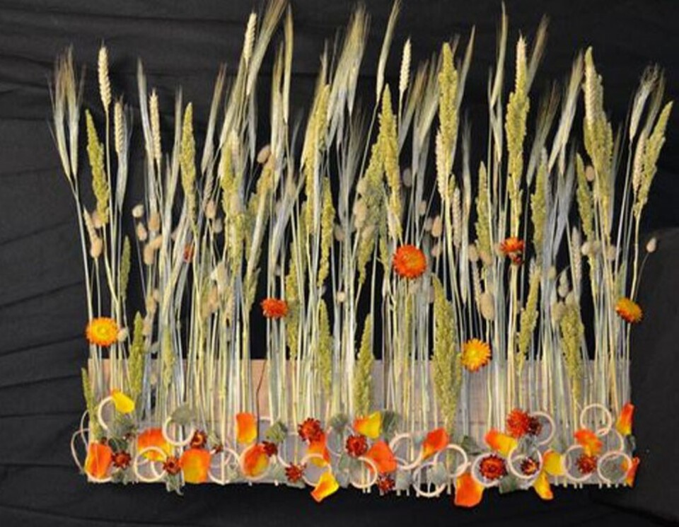 Spighe di grano stabilizzato mazzo 100 steli - Sconti per Fioristi e Aziende