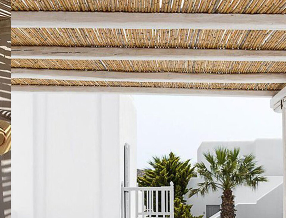 Arella di Canniccio Legato  - Sconti per Fioristi e Aziende . - Canna Intera H 50 x 3 metri