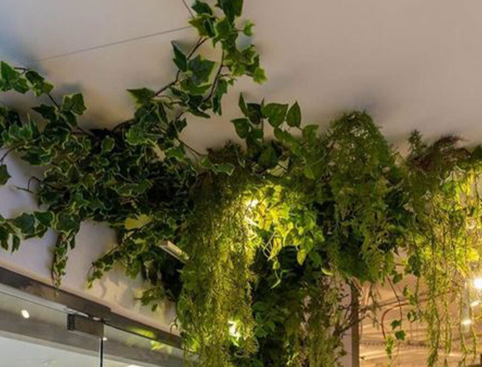 Soffitto con Vegetali Verdi Pendentii - Sconto per Fioristi e Aziende - Per esterno ed interno