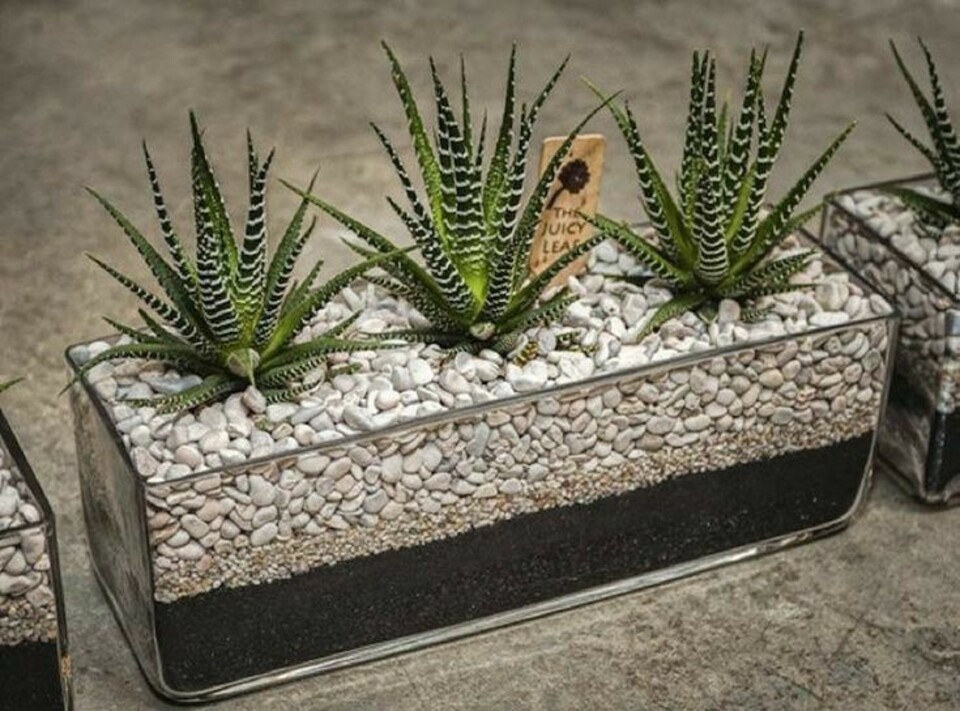 Vaschetta Rettangolare in Vetro cm. 25 x 10 H 10 - Sconti per Fioristi e Aziende