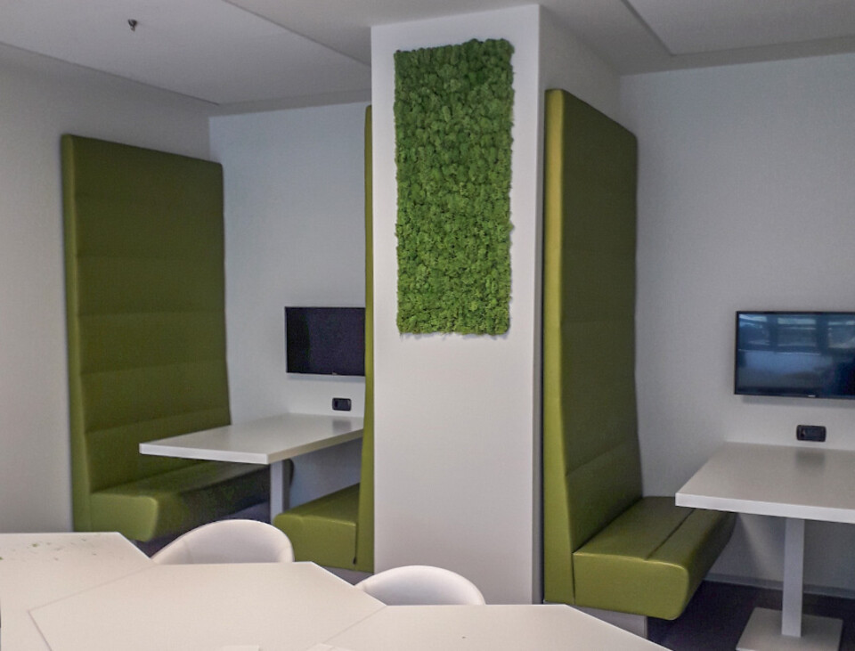 Parete Moss Stabilizzata - Sconti per Fioristi e Aziende . - Wall Moss a metro quadrato