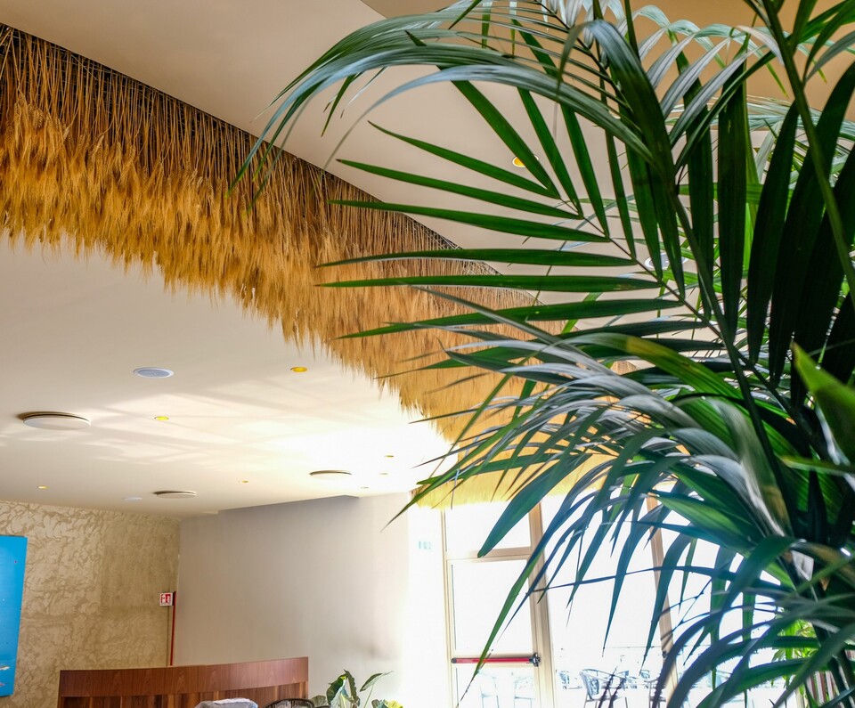 Soffitto Spighe di grano preservate per Ristoranti, Hotels e Resort . - a metro quadrato
