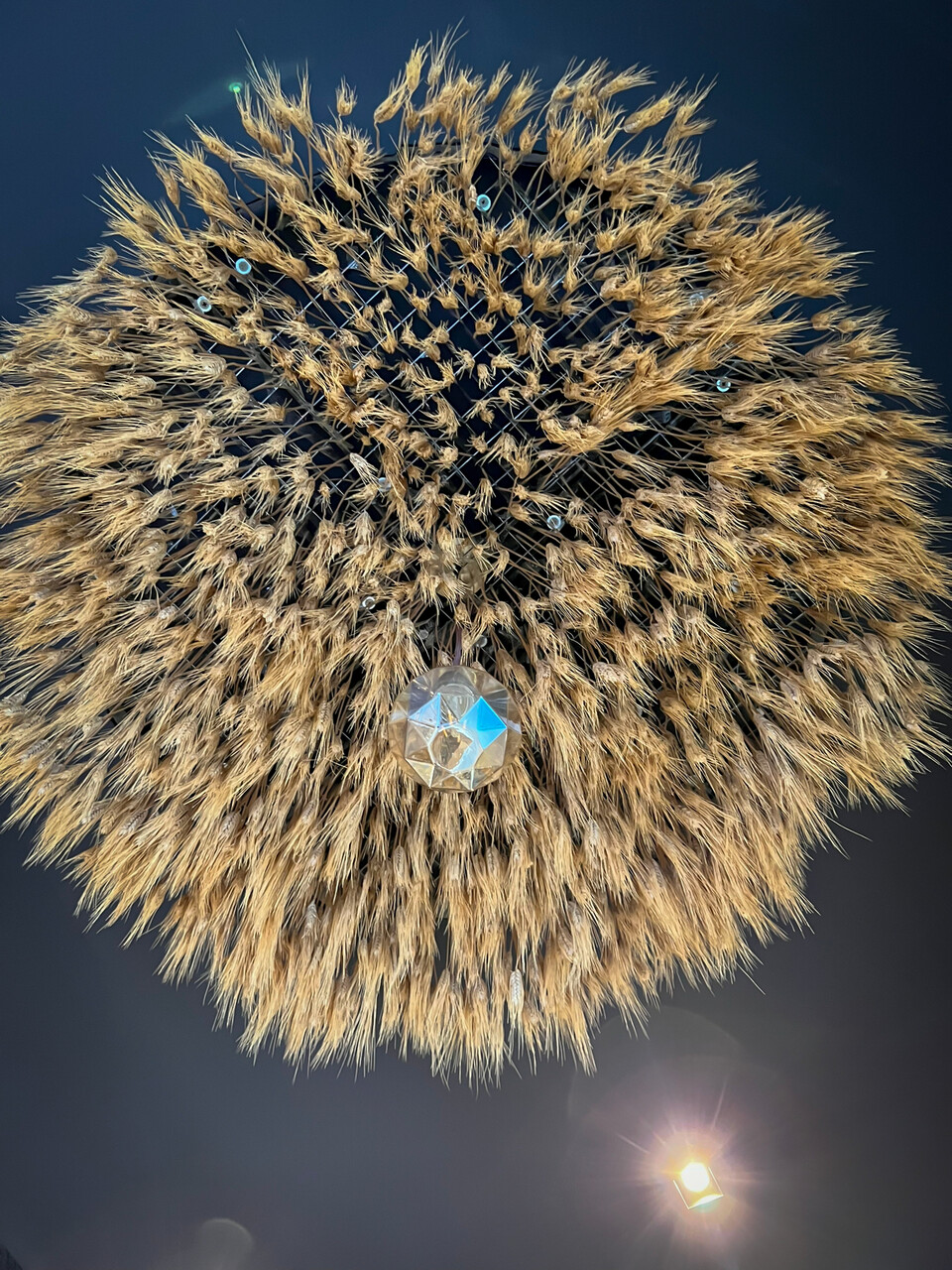 Soffitto Spighe di grano preservate per Ristoranti, Hotels e Resort . - a metro quadrato