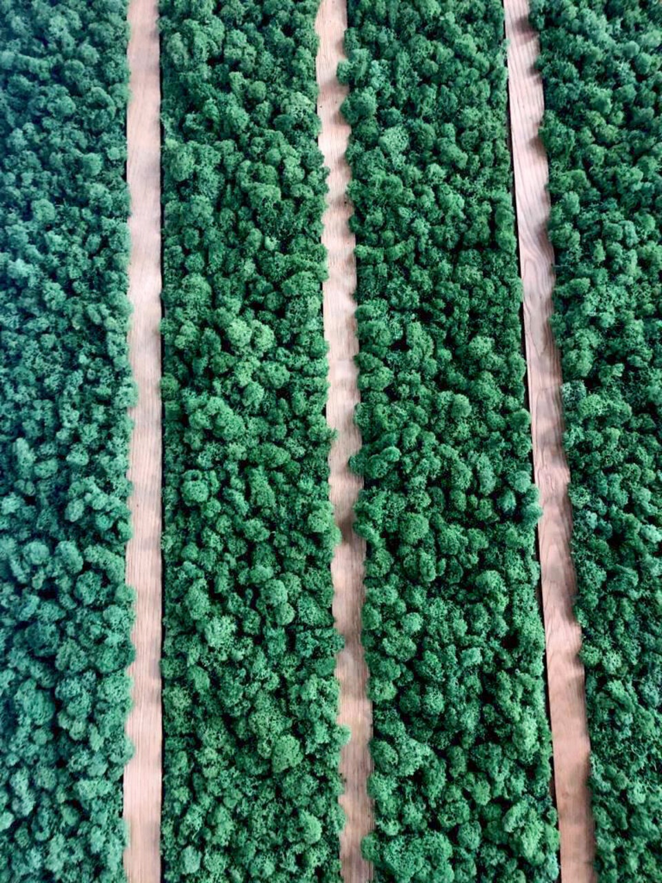 Parete Moss Stabilizzata - Mod. PT.2019 . - Wall Moss a metro quadrato