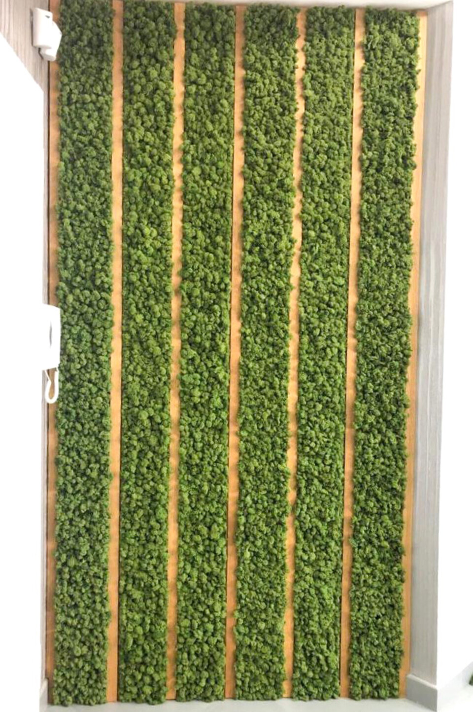 Parete Moss Stabilizzata - Mod. PT.2019 . - Wall Moss a metro quadrato