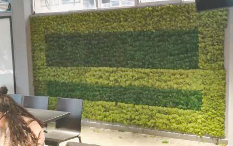 Parete Moss Stabilizzata - Mod. PA.2018 . - Wall Moss a metro quadrato