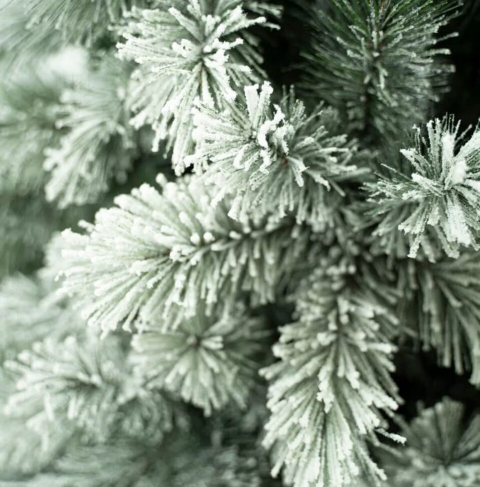 Albero Courmayeur H 260 - Sconti per Fioristi e Aziende - Innevato PVC 1540 rami