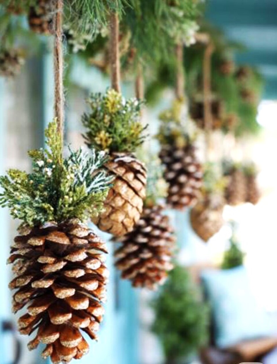 Pigne Aperte Picea dm. 11/12 - Sconti per Fioristi e Aziende - H 12/14 Conf. 1 Kg.